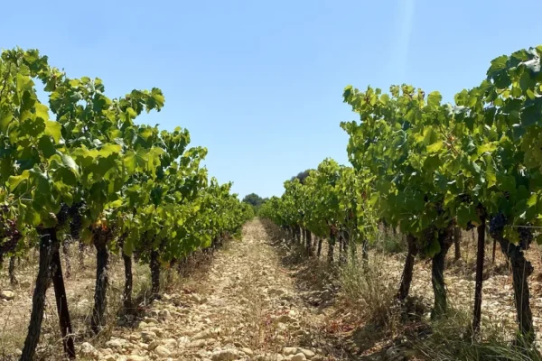 capture-decran-2023-08-16-a-120253-957x0-c-default